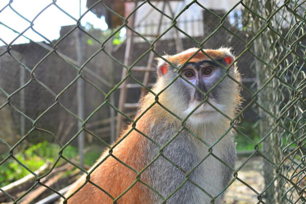 CERCOPAN Calabar